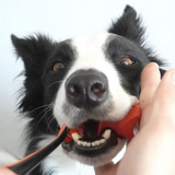 PAWREADY BITE BLOCK ORANGE MED