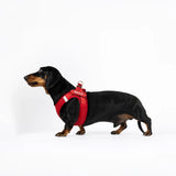 EZYDOG FORMFIT HARNESS BLACK MEDIUM 11-19LBS