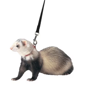 MIGHTY FERRET HARNESS W LEAD