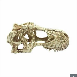 KOMODO DINOSAUR SKULL