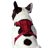 CANADAPOOCH CONTROL HARNESS RED MED