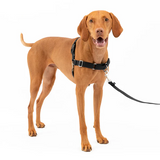 PET SAFE EASY WALK MEDIUM