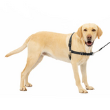 PET SAFE EASY WALK XL